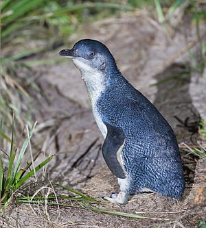 origin_tux-little_penguin